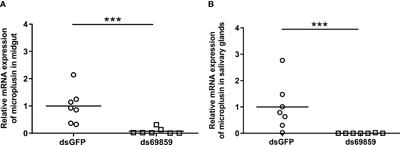 The anal pore route is efficient to infect Amblyomma spp. ticks with Rickettsia rickettsii and allows the assessment of the role played by infection control targets